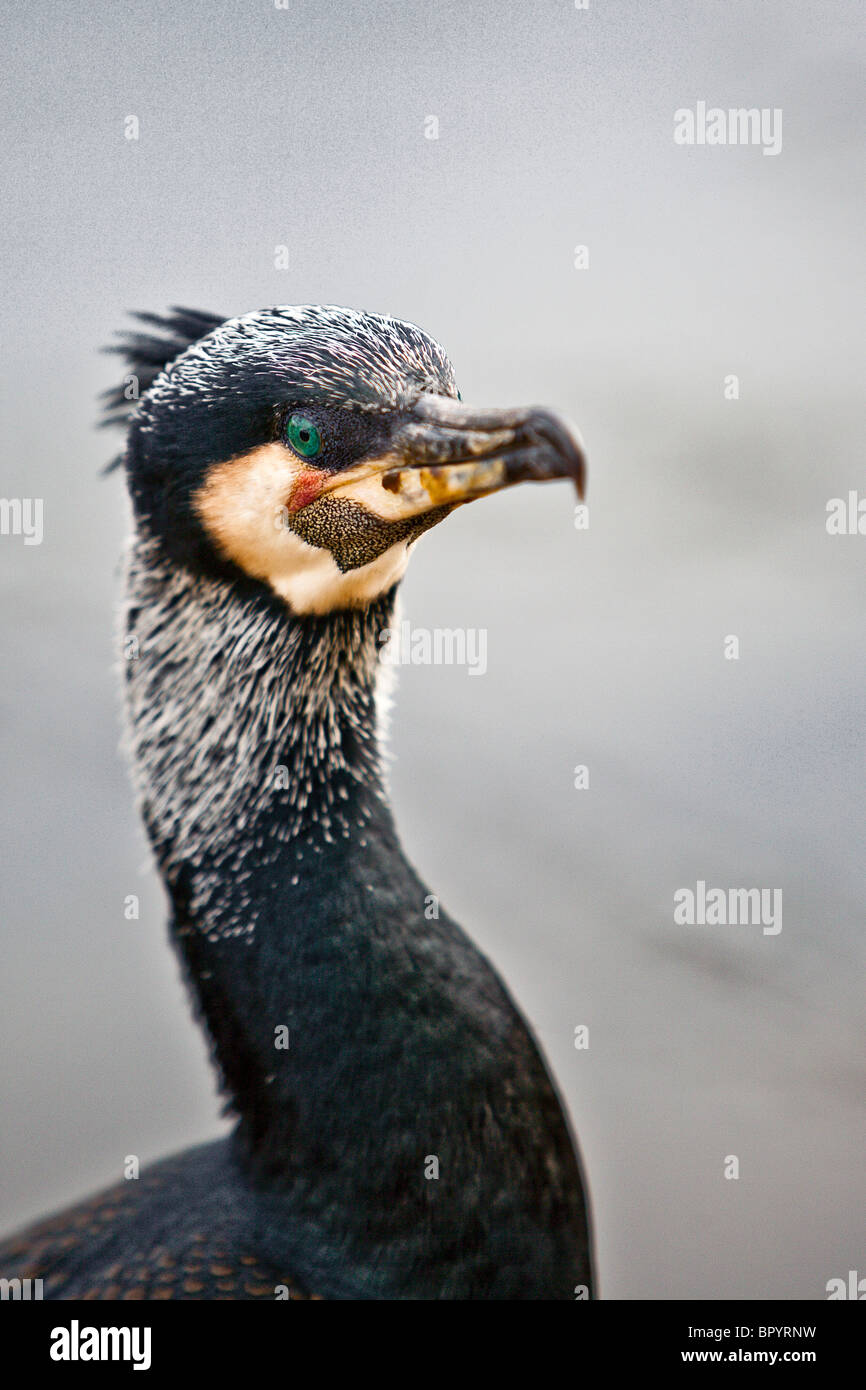 Großer Kormoran Kopf- und Halskrebs Stockfoto