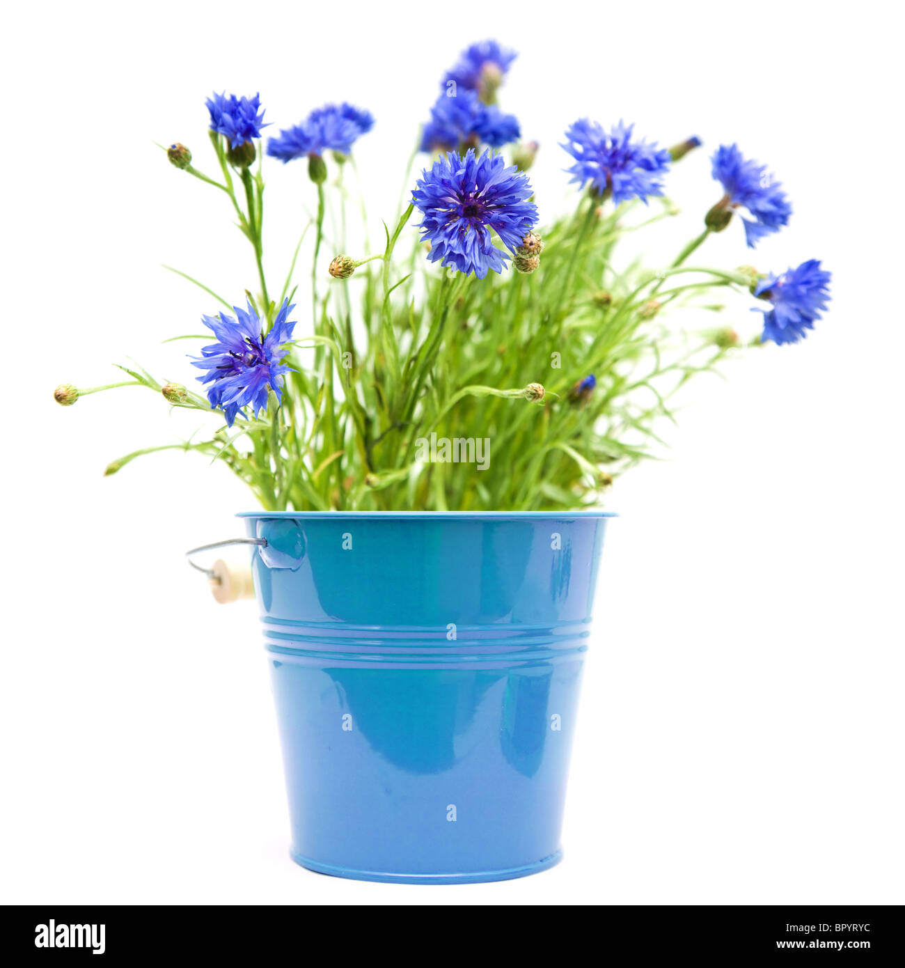 Kornblumen im hellen blauen ornamentalen Eimer isoliert auf weiss Stockfoto