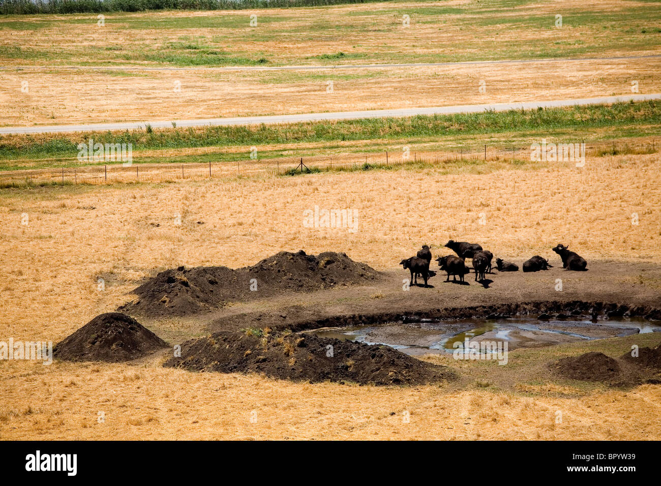 Luftaufnahme von einem Wasserbüffel in der Reservierung des Hachula im oberen Galiläa Stockfoto