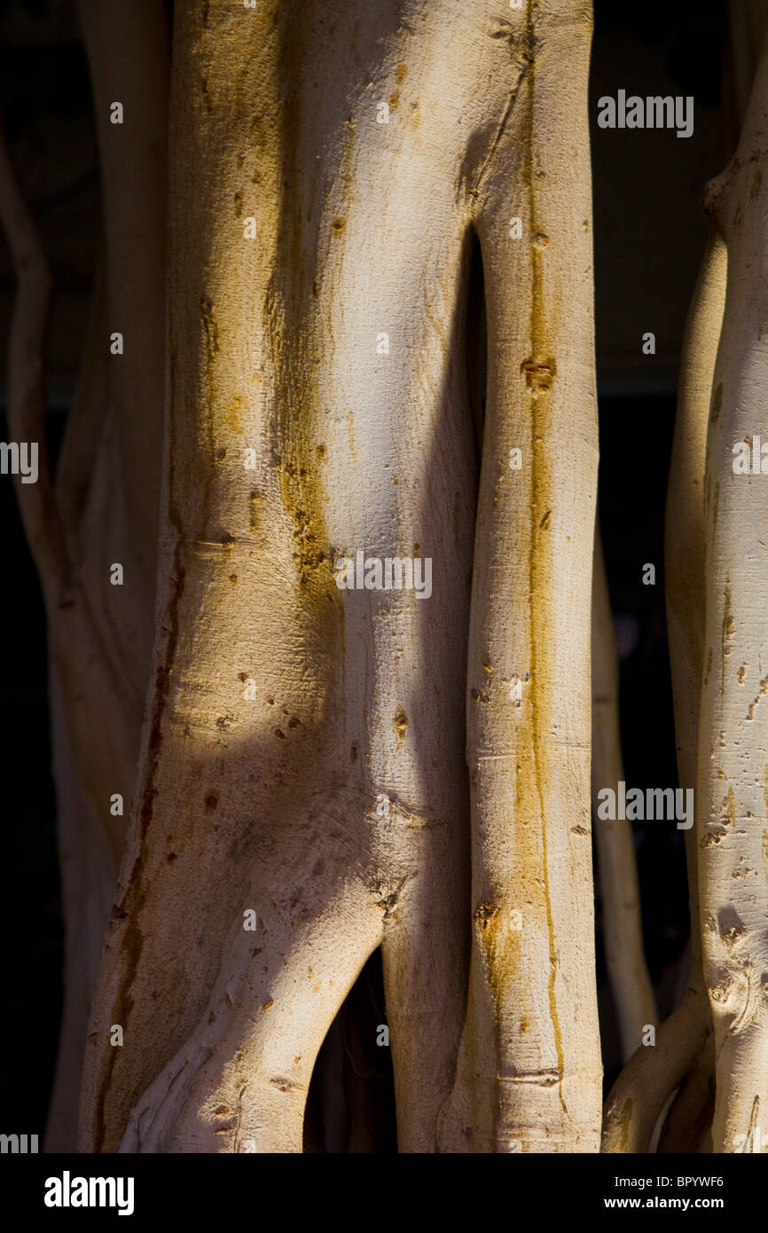 Abstrakten Blick auf einen Baum Wurzeln in der Judäischen Wüste Stockfoto