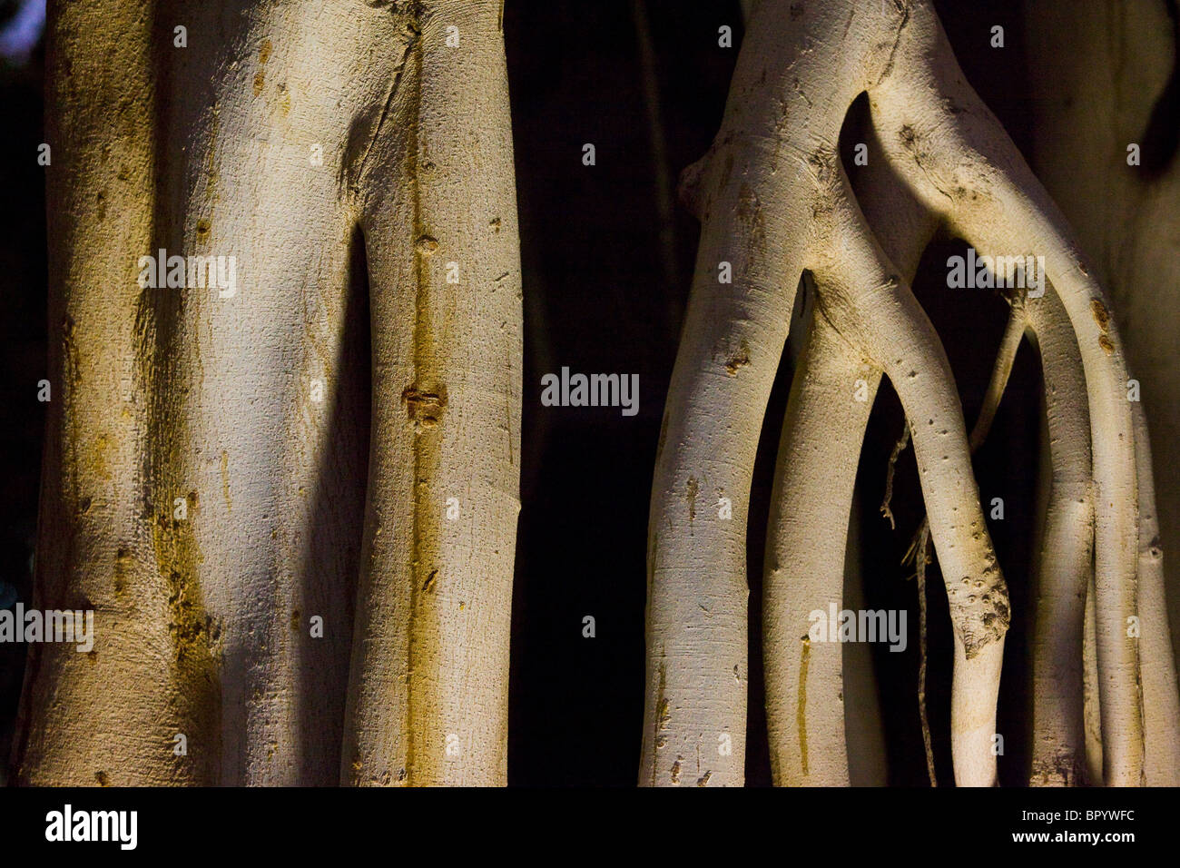 Abstrakte Sicht auf die Wurzeln eines Baumes in der Judäischen Wüste Stockfoto