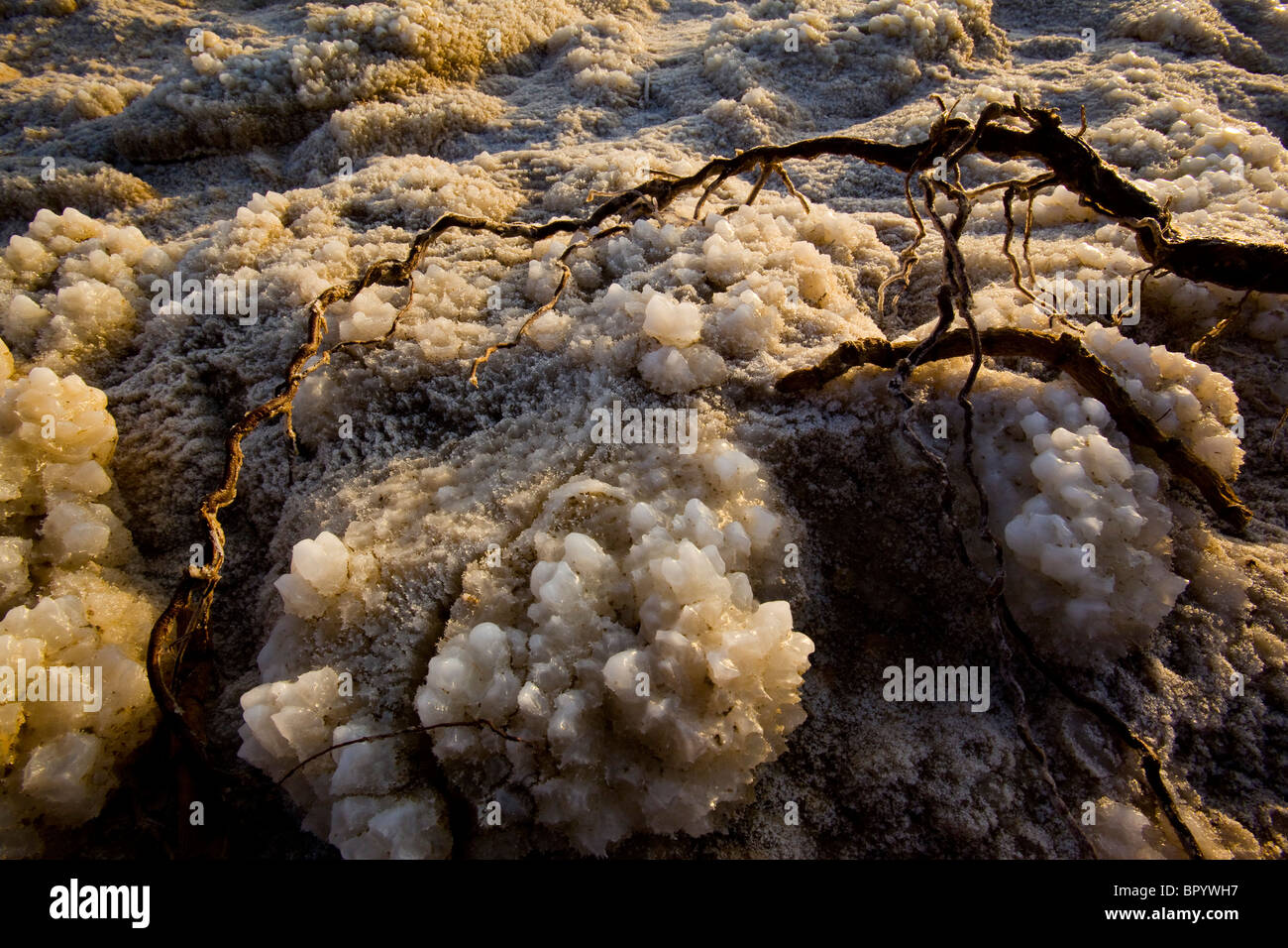 Nahaufnahme auf einer Wurzel mit Salzkristalle aus dem Toten Meer bedeckt Stockfoto