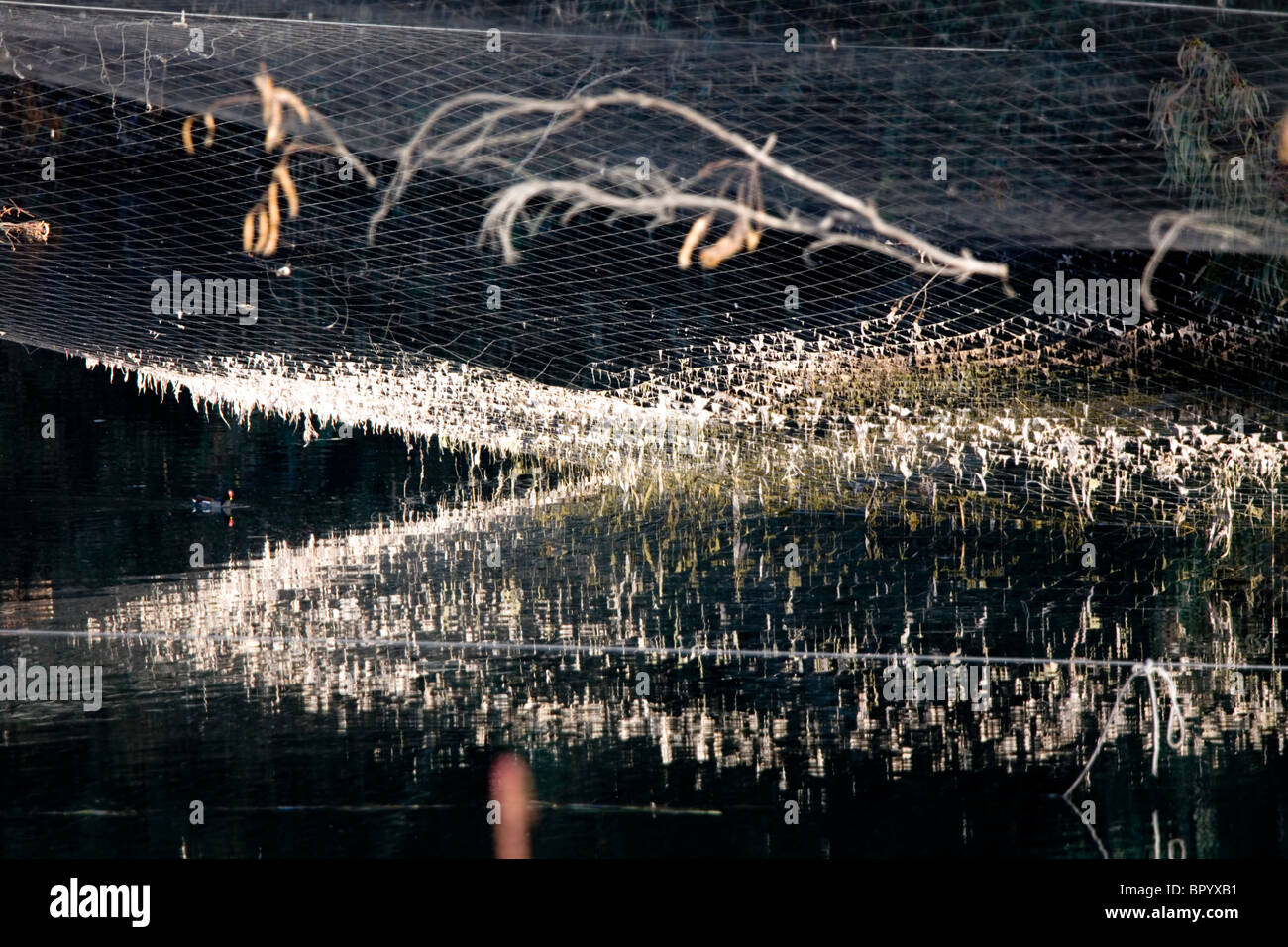 Abstrakte Ansicht eines Netzes auf einem Wasserbecken in Galiläa Stockfoto