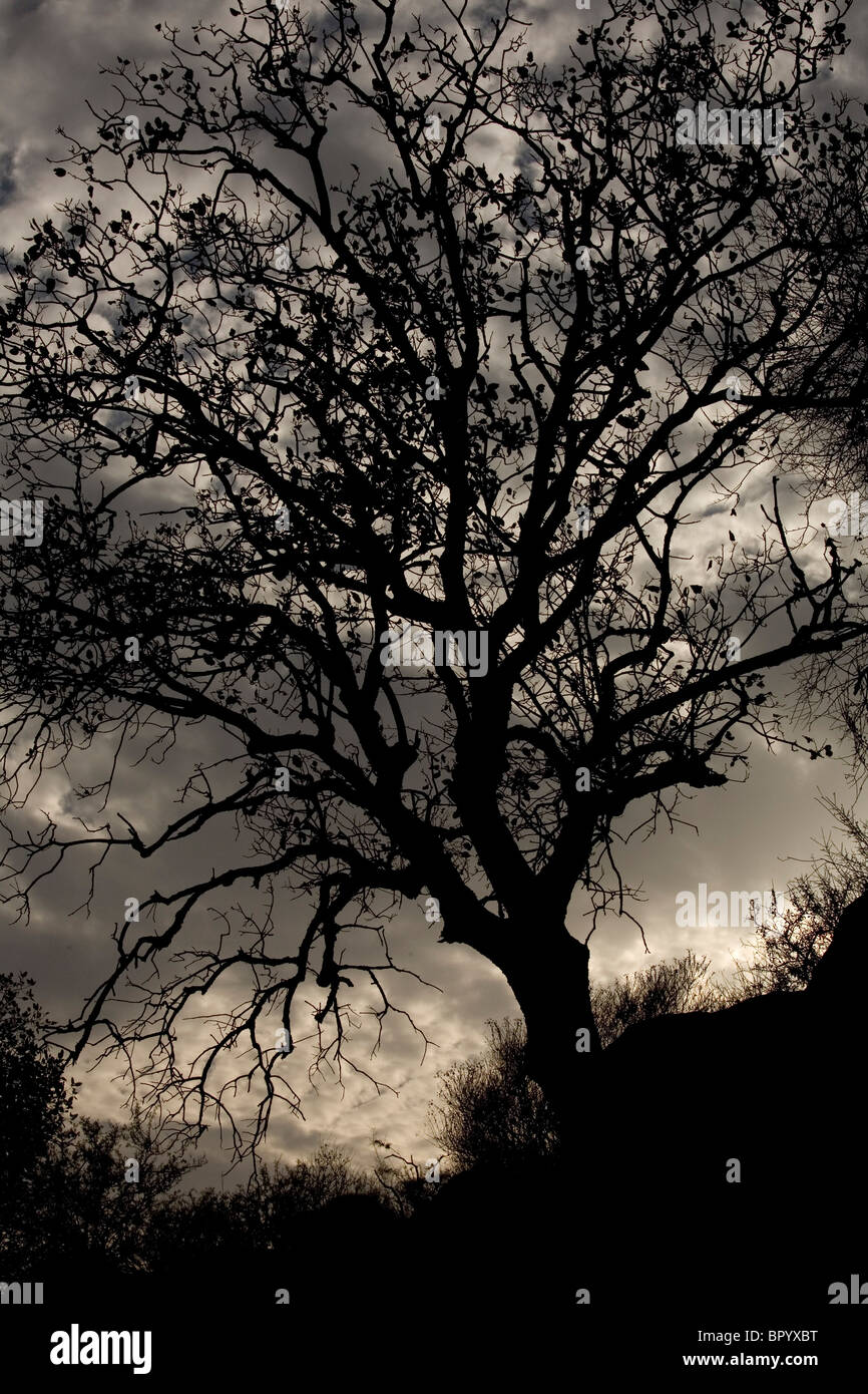 Abstraktes Bild eines Baumes in Galiläa Stockfoto