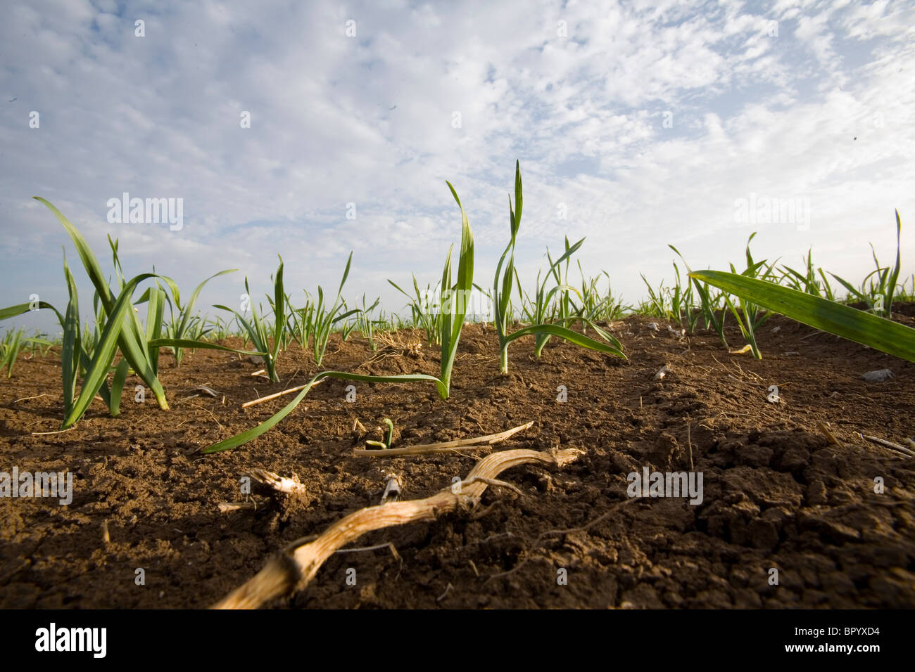 Foto von einem bepflanzten Feld in Galiläa Stockfoto