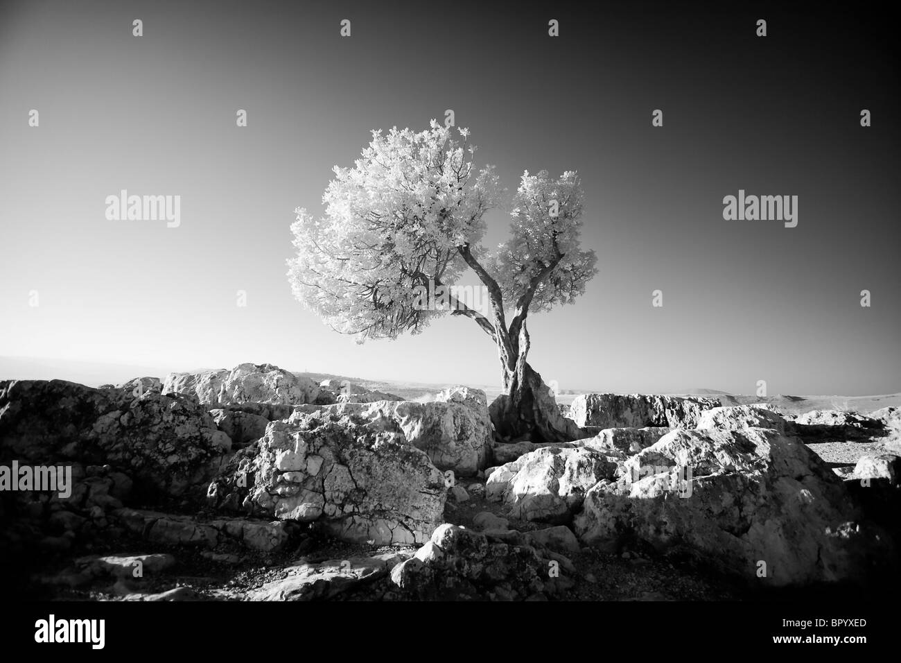 Schwarzen & weiße Foto der Baum auf dem Berg Arbel Stockfoto