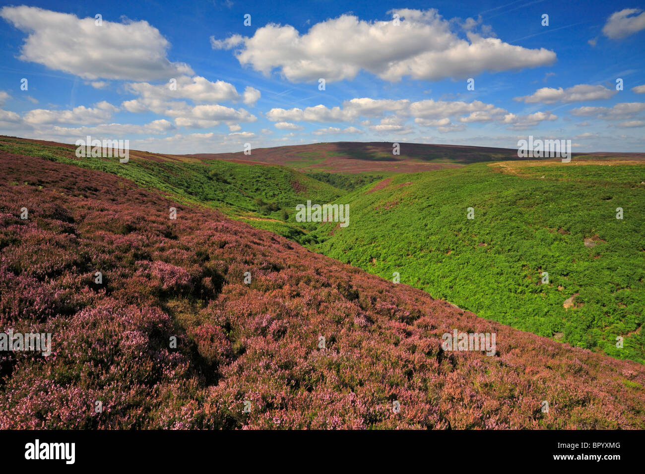 Heather Jarvis Clough, Bamford Moor und fernen Derwent Rand, Derbyshire, Peak District National Park, England, UK. Stockfoto