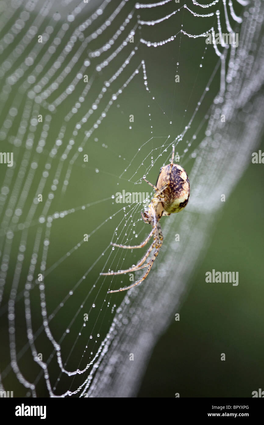 Meta Segmentata Spinne im Zentrum von seinem Steg Stockfoto