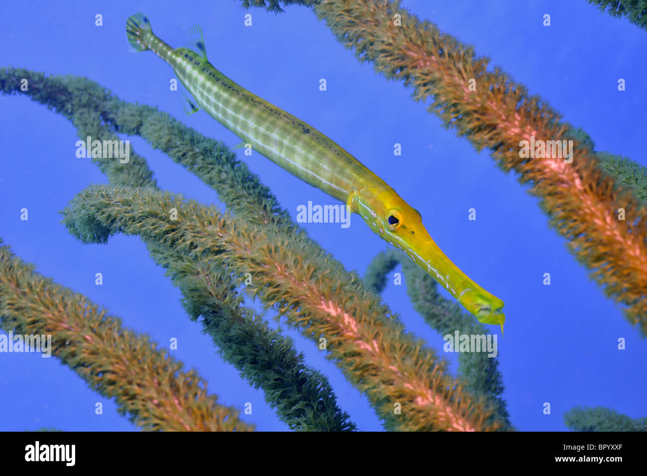 Trumpetfish versteckt, (Aulostomus Maculatus), Bonaire. Stockfoto