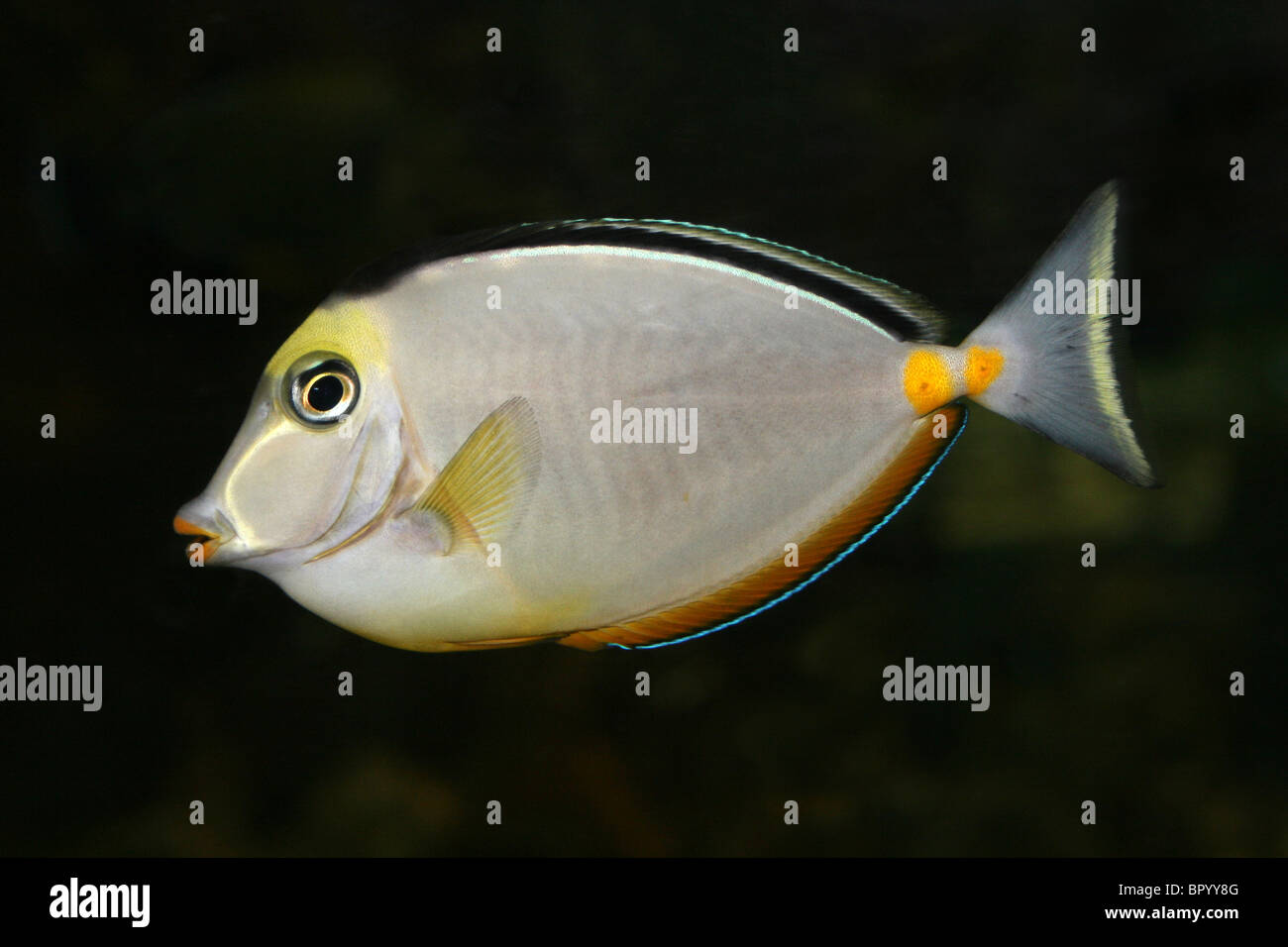 Lippenstift-Tang oder Orangespine Unicornfish-Naso lituratus Stockfoto