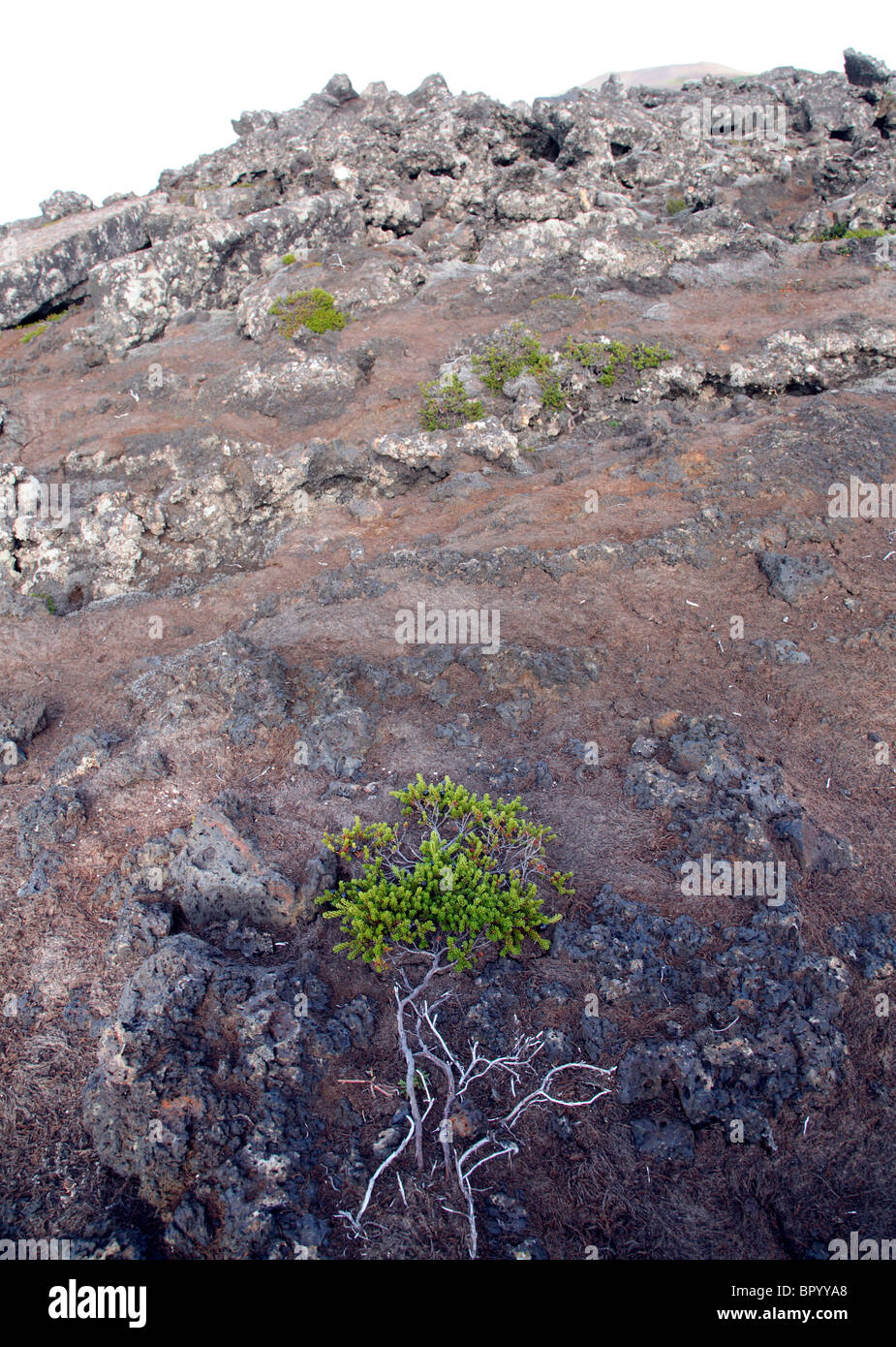 Island-vulkanischer Lava-Landschaft Stockfoto