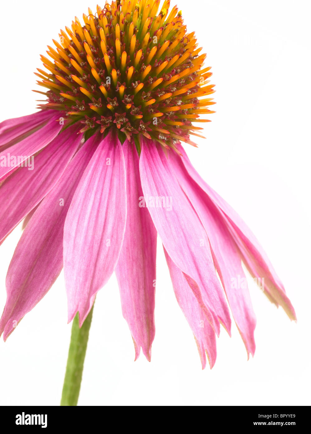 Echinacea Stockfoto