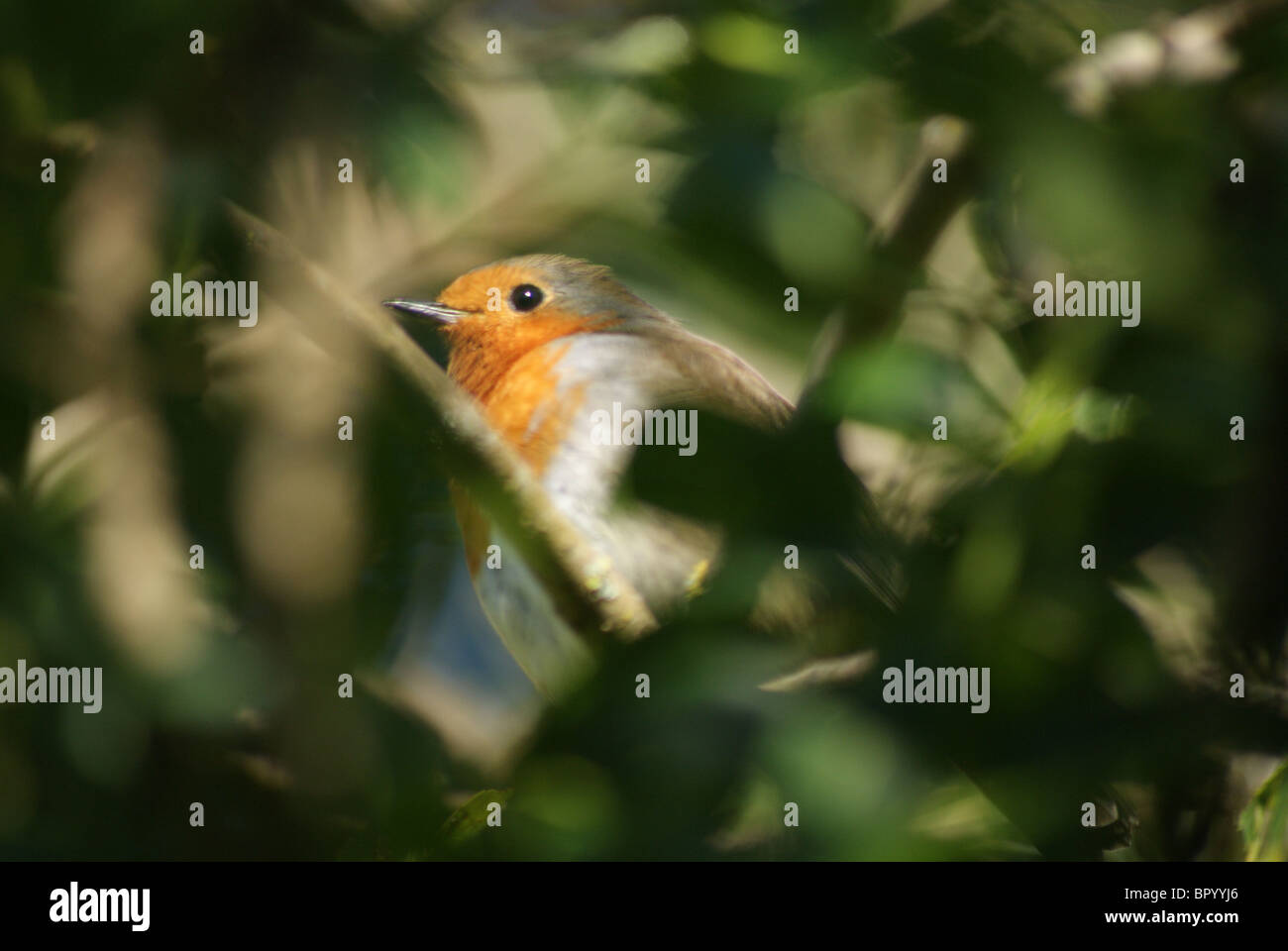 Robin im morgendlichen Sonnenlicht hautnah Stockfoto