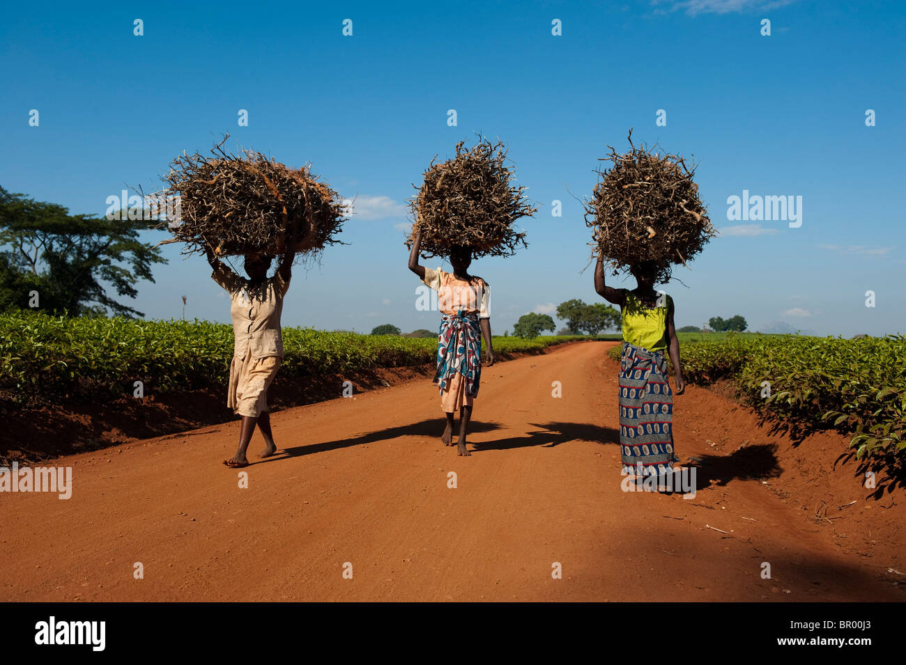 Frauen, die Holz, Lujeri Teeplantage, Mulanje, Malawi Stockfoto