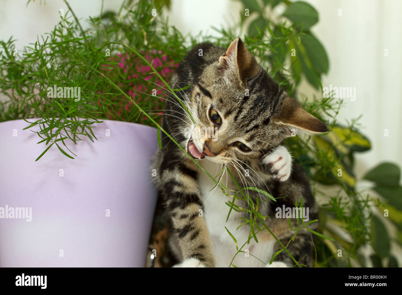 Naughty Mackerel Tabby Kitten (Felis catus) angreifen und kauen ein Spargel Farn Haus Anlage Stockfoto