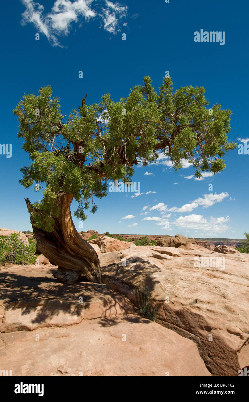 Knorrige verwitterten Ritzel Baum wächst aus dem Felsen in Moab Utah Canyonlands Stockfoto