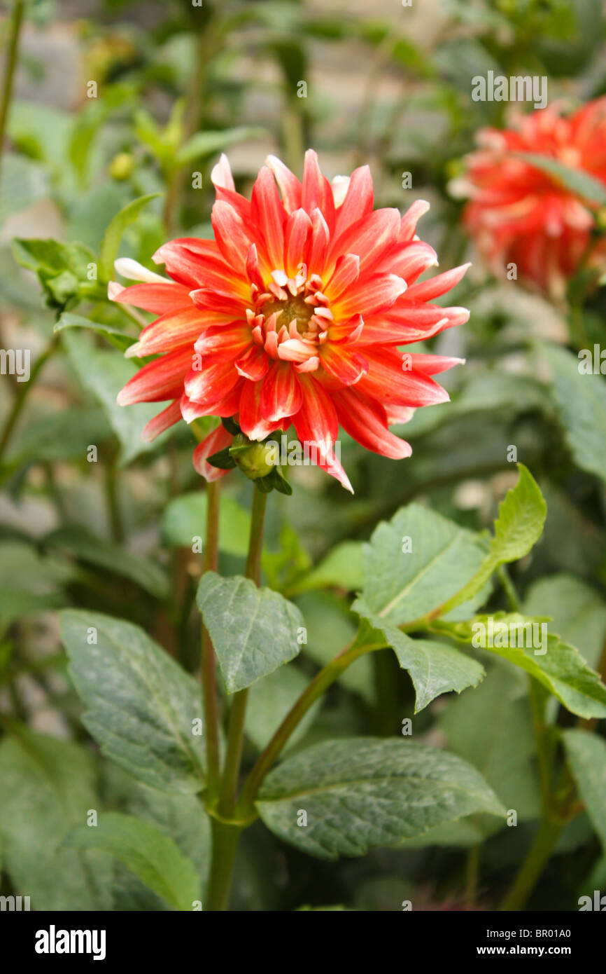 rote Blume-Sommergarten Stockfoto