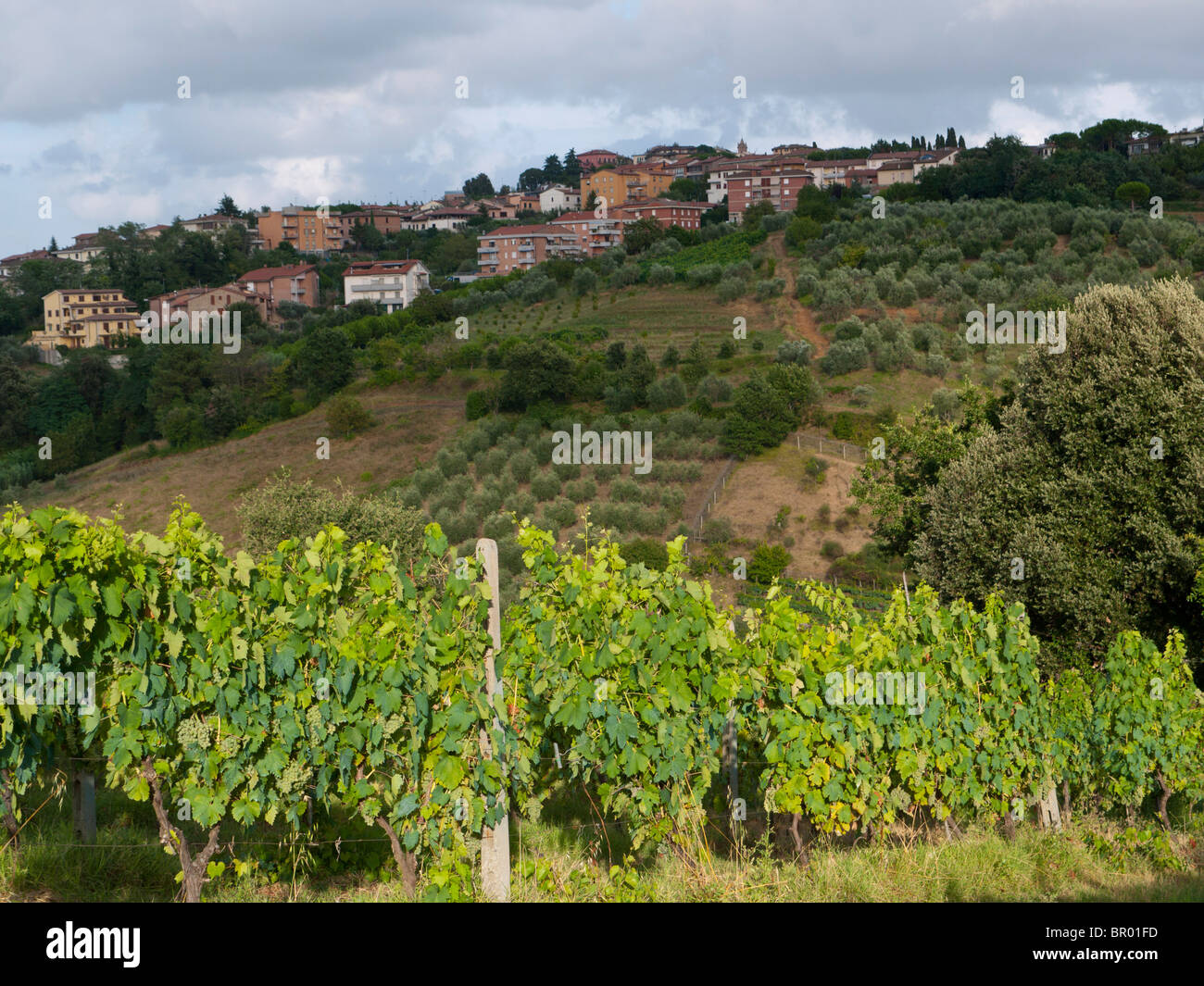 Kultivierte Landschaft mit Weinbergen und Olivenbäumen in Montaione in der Toskana / Italien. Stockfoto