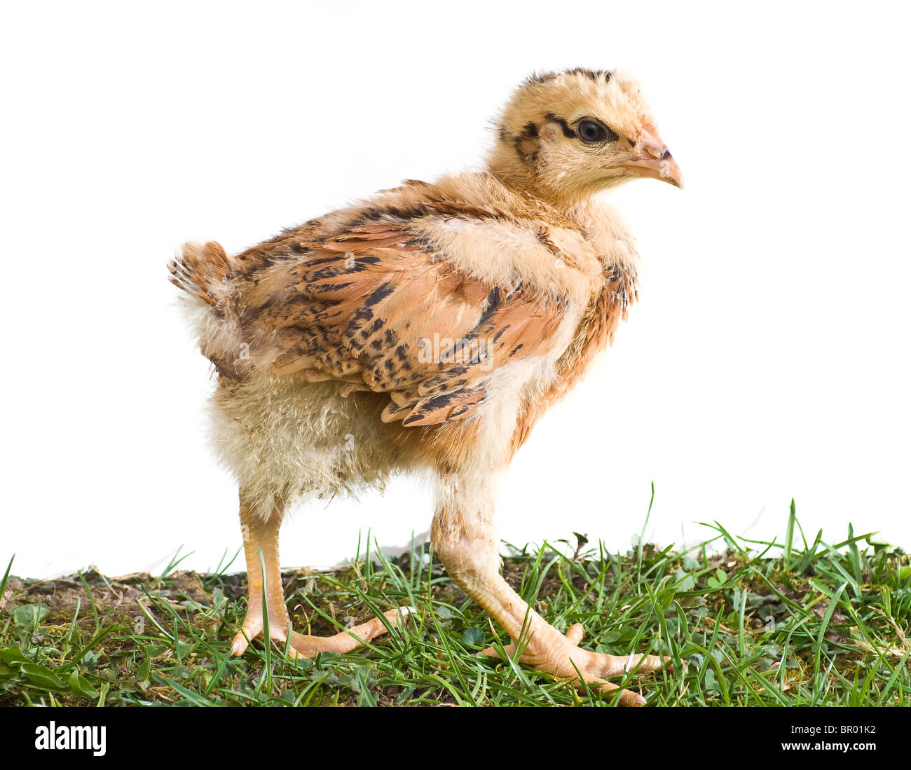 Junges Huhn zu Fuß auf dem Rasen mit isolierten weißen Hintergrund Stockfoto