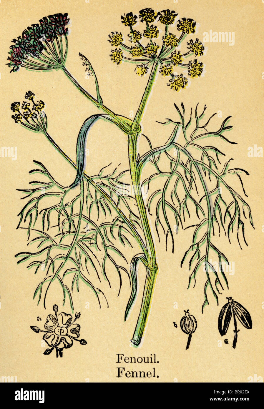 Eine antike botanischen Drucken einer Fenchel-Pflanze Stockfoto