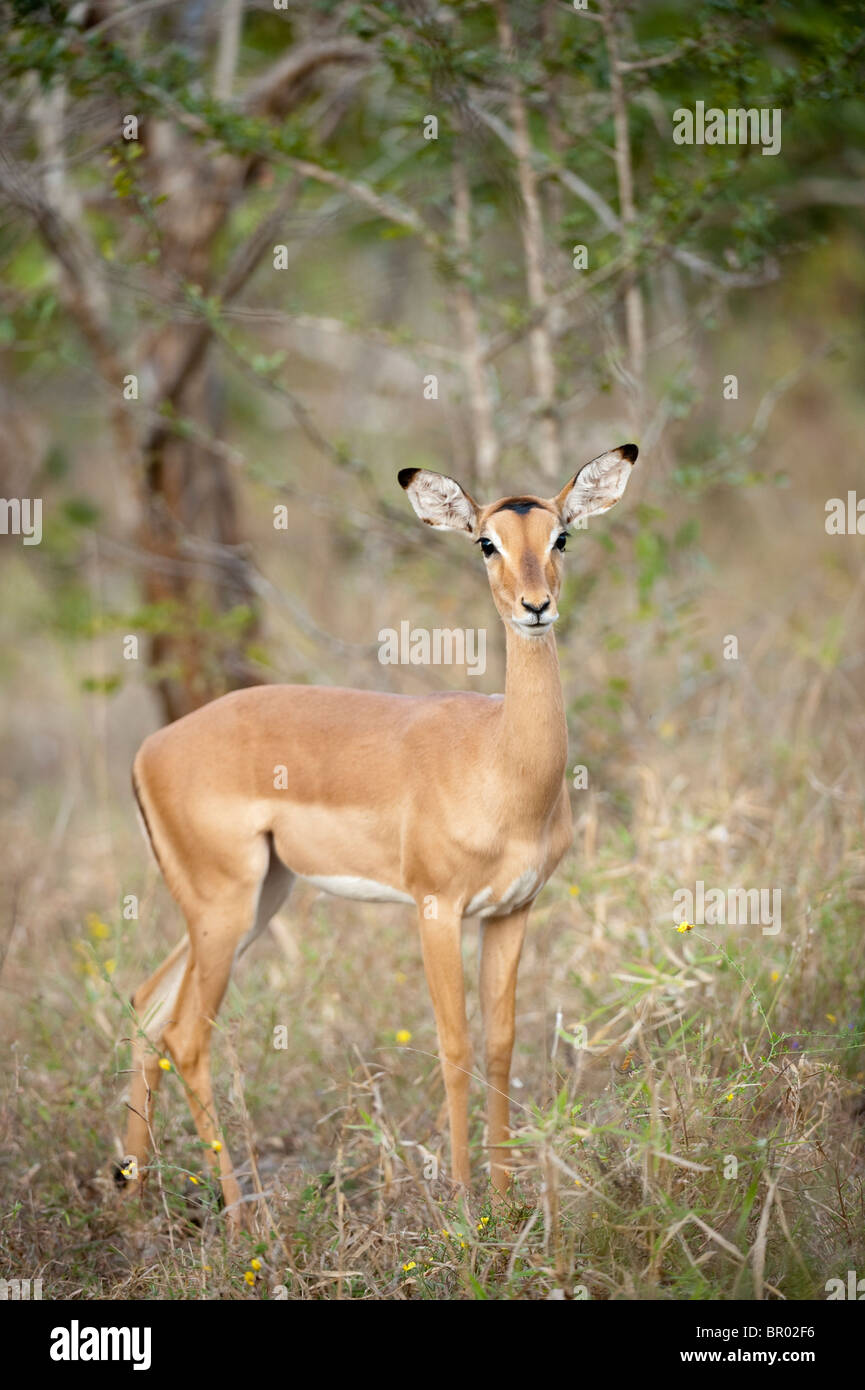 Impala (Aepyceros Melampus), Majete Wildlife Reserve, Malawi Stockfoto