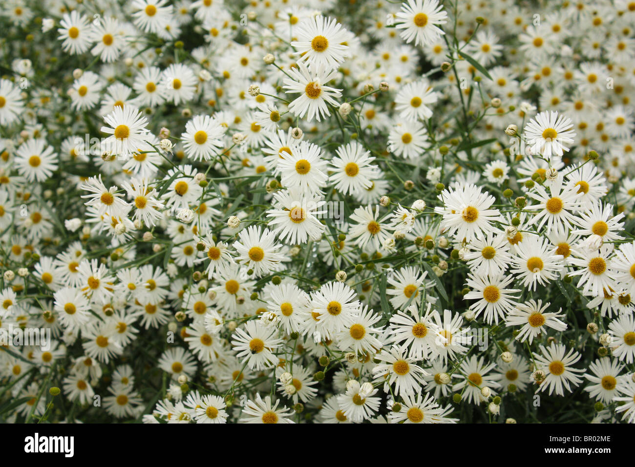 weiße Blume-Sommergarten Stockfoto