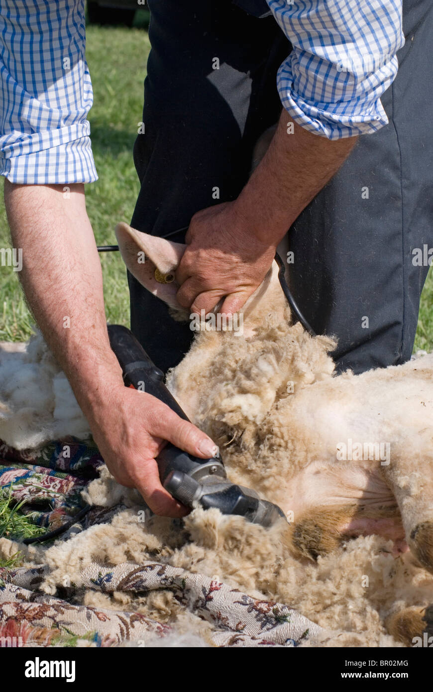 Ein Schaf geschoren wird rasiert Stockfoto