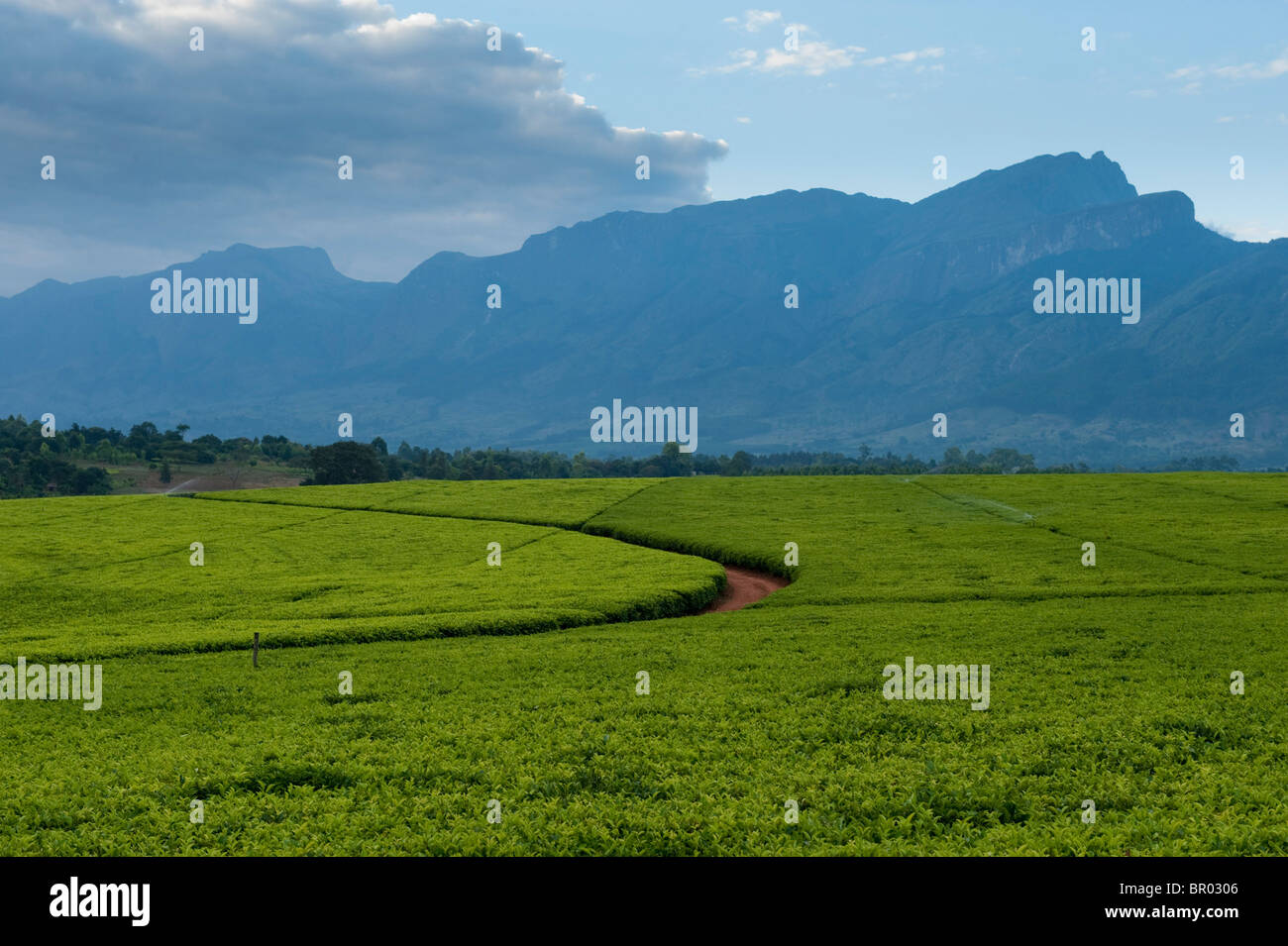 Lujeri Teeplantage, Mulanje-massiv, Malawi Stockfoto