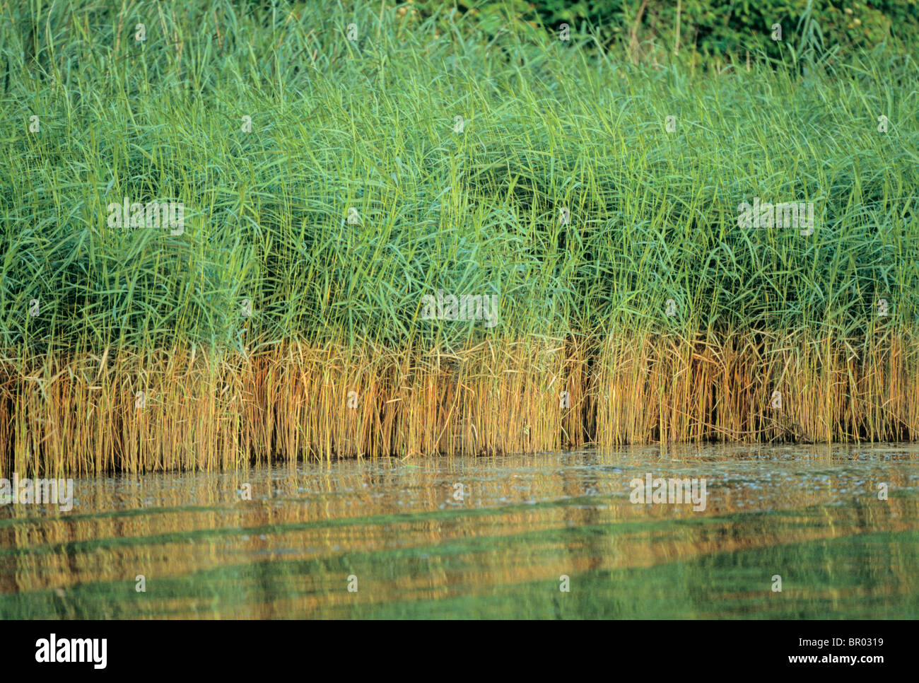 Phragmites (eine exotische Reed) auf der Patuxent River, Maryland. Stockfoto