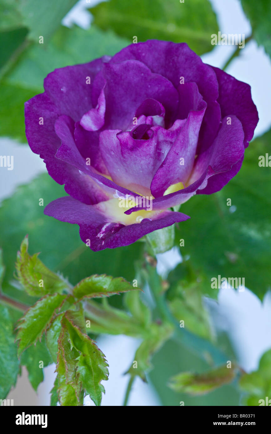 Eine einzelne Rose (Rosa 'Blue für Sie') in der Blüte im Spätsommer in Großbritannien Stockfoto