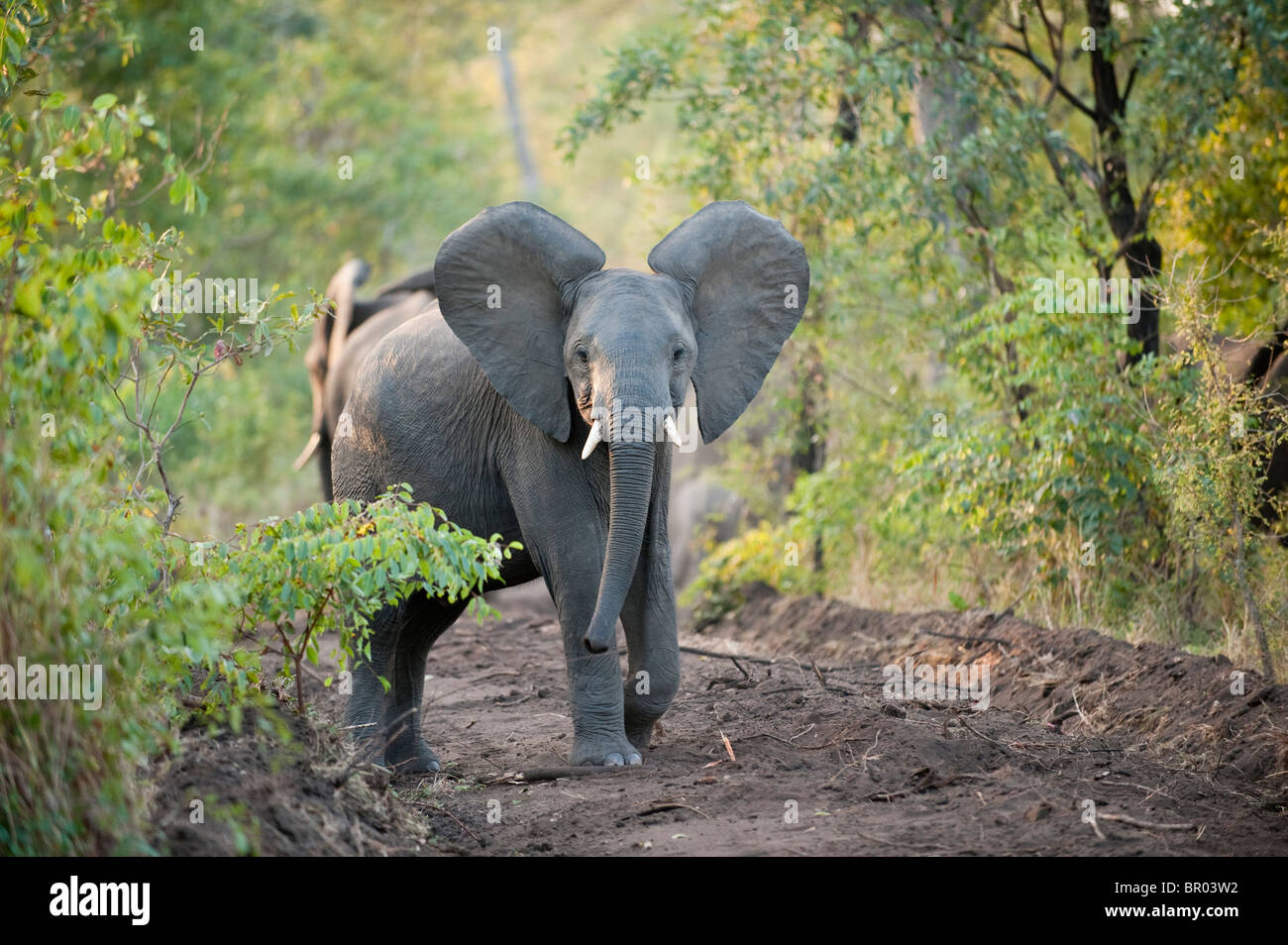 Afrikanische Elefanten haben ein Sandbad (Loxodonta Africana Africana), Majete Wildlife Reserve, Malawi Stockfoto