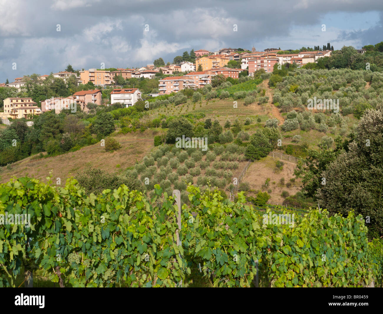 Kultivierte Landschaft mit Weinbergen und Olivenbäumen in Montaione in der Toskana / Italien. Stockfoto