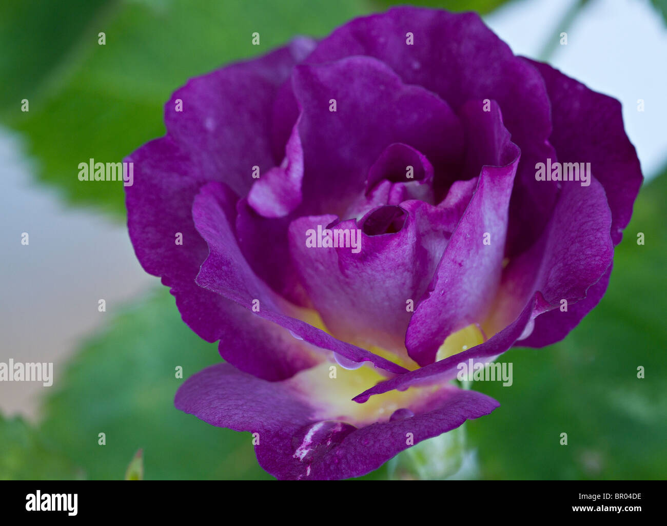 Eine einzelne Rose (Rosa 'Blue für Sie') in der Blüte im Spätsommer in Großbritannien Stockfoto