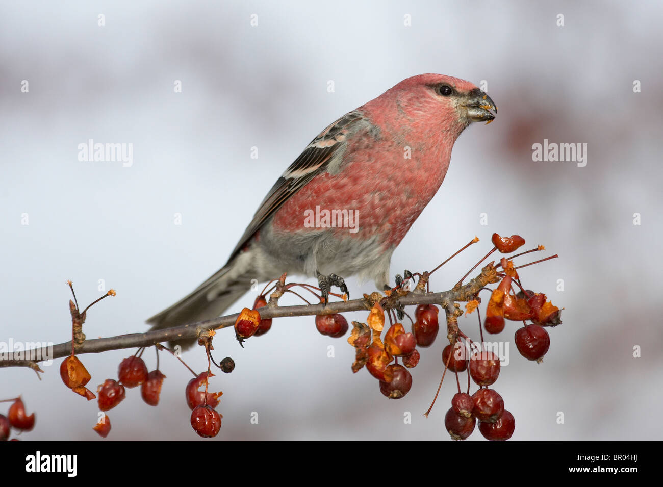 Männliche Kiefer Grosbeak Fütterung auf Crabapples Stockfoto