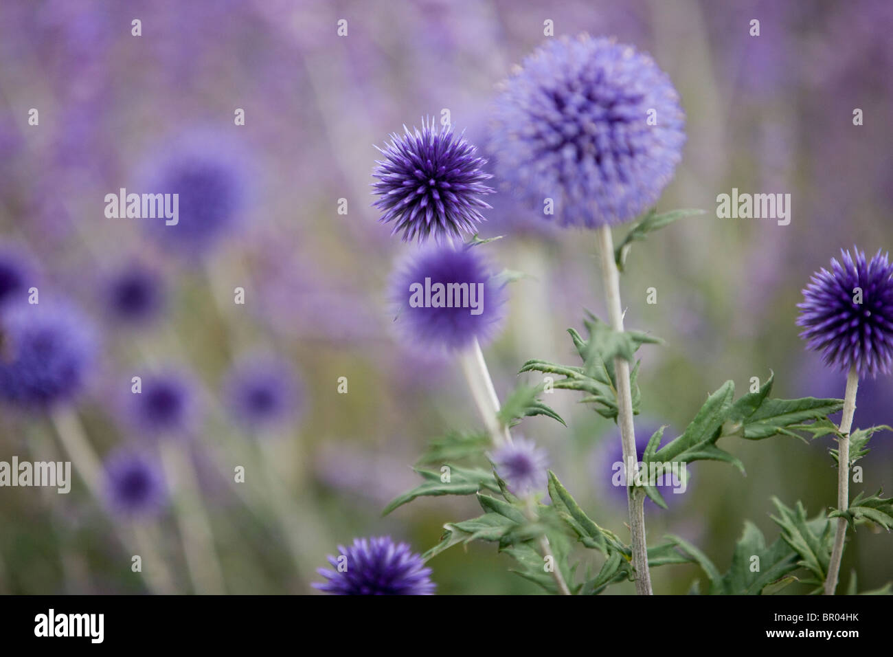 Lila Globus Disteln Stockfoto