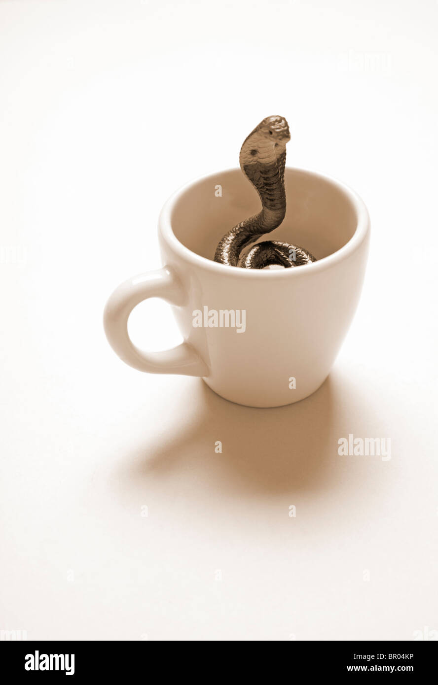 Kobra Schlange aufgewickelt in Kaffeetasse Stockfoto