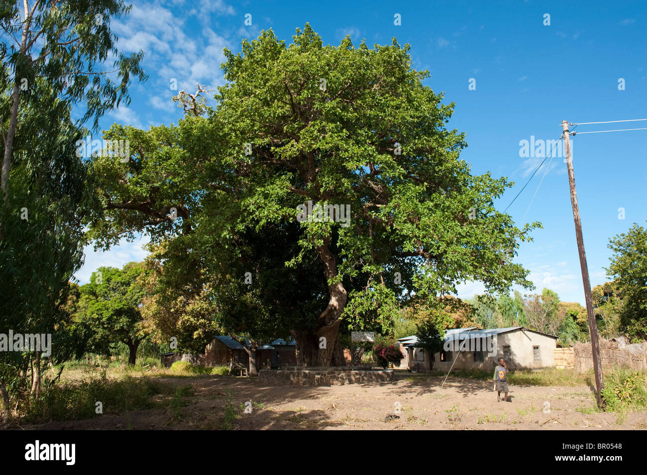 Baum, unter denen Dr. Livingstone im Jahre 1863, Nkhotakota, Malawi lagerten Stockfoto