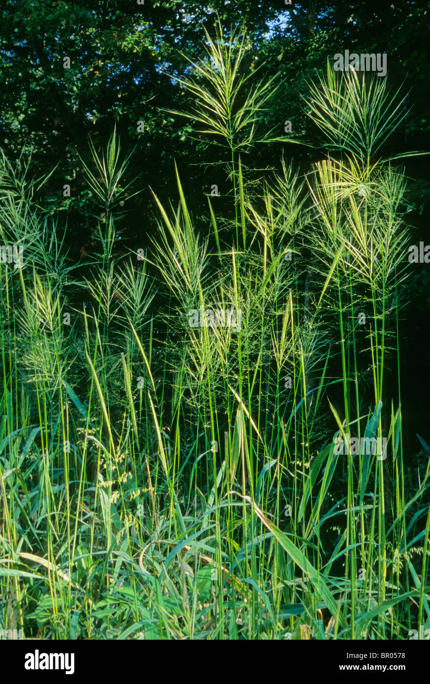 Wildreis in Patuxent River Park, MD. Stockfoto