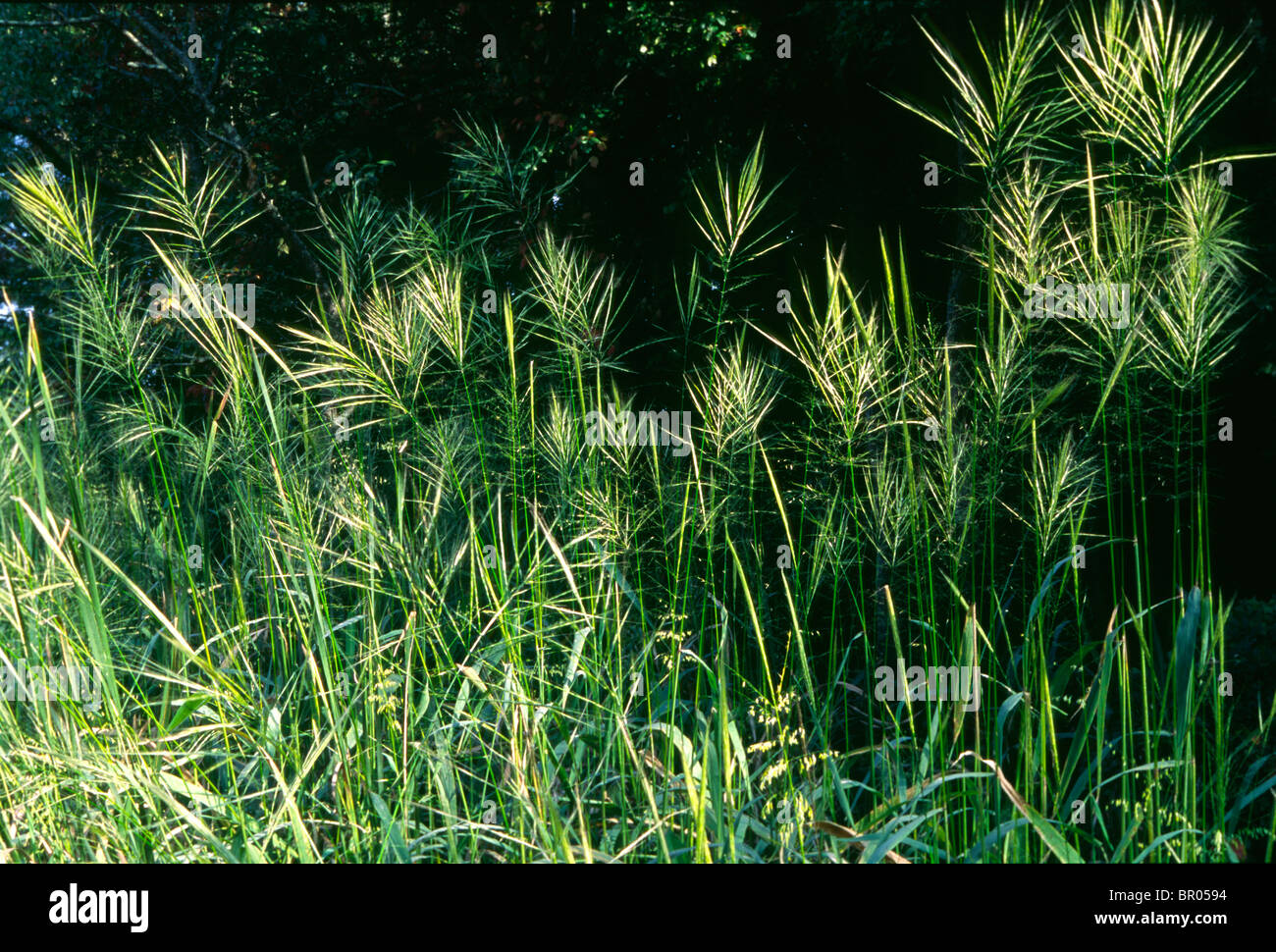 Wildreis in Patuxent River Park, MD. Stockfoto