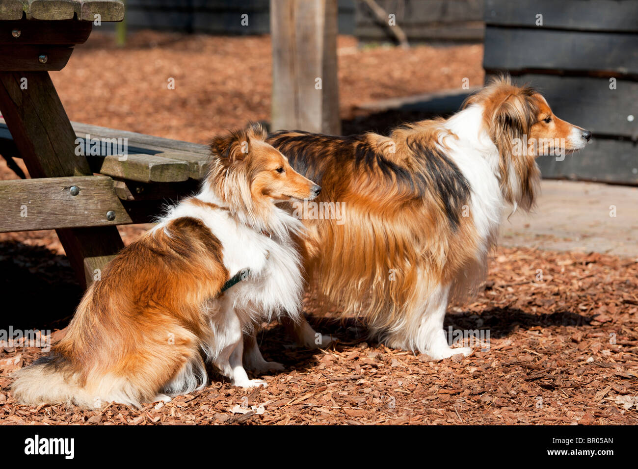 Zwei Shelties züchten Hunde mit langen Haaren im freien Stockfoto