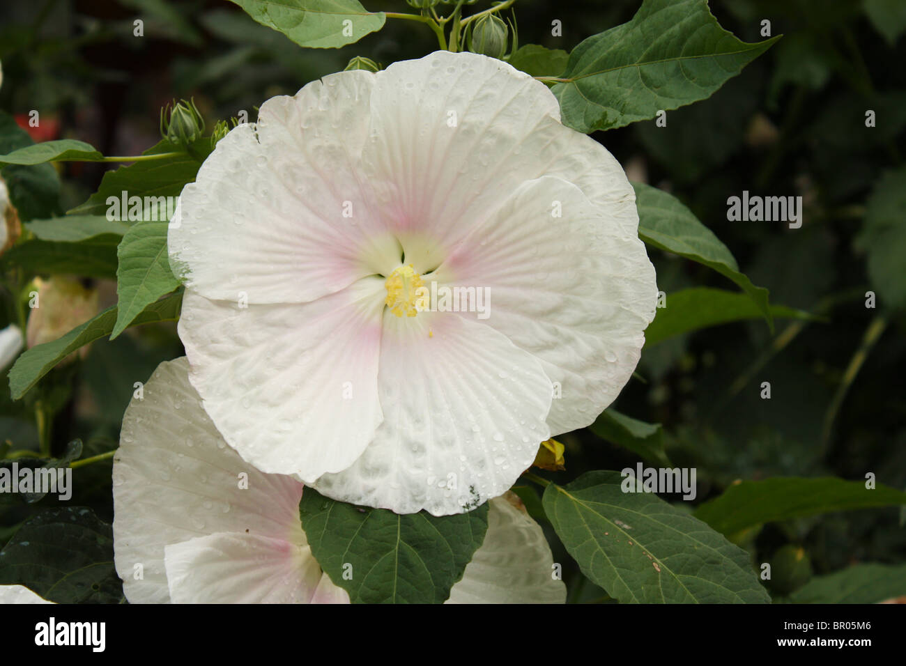 weiße Blume outdoor Sommer Stockfoto