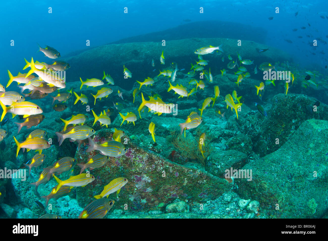 Schule-Großaugen-Schnapper (Lutjanus Lutjanus), Similan National Marine Park, nördlich von Phuket, Thailand, Südostasien Stockfoto