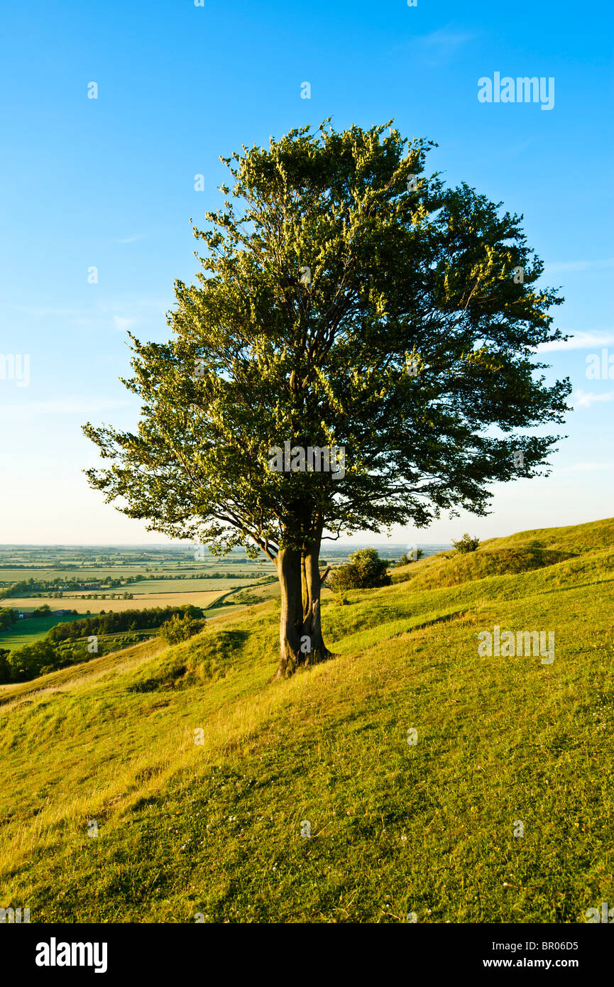 Ein einsamer Baum am Hang Stockfoto