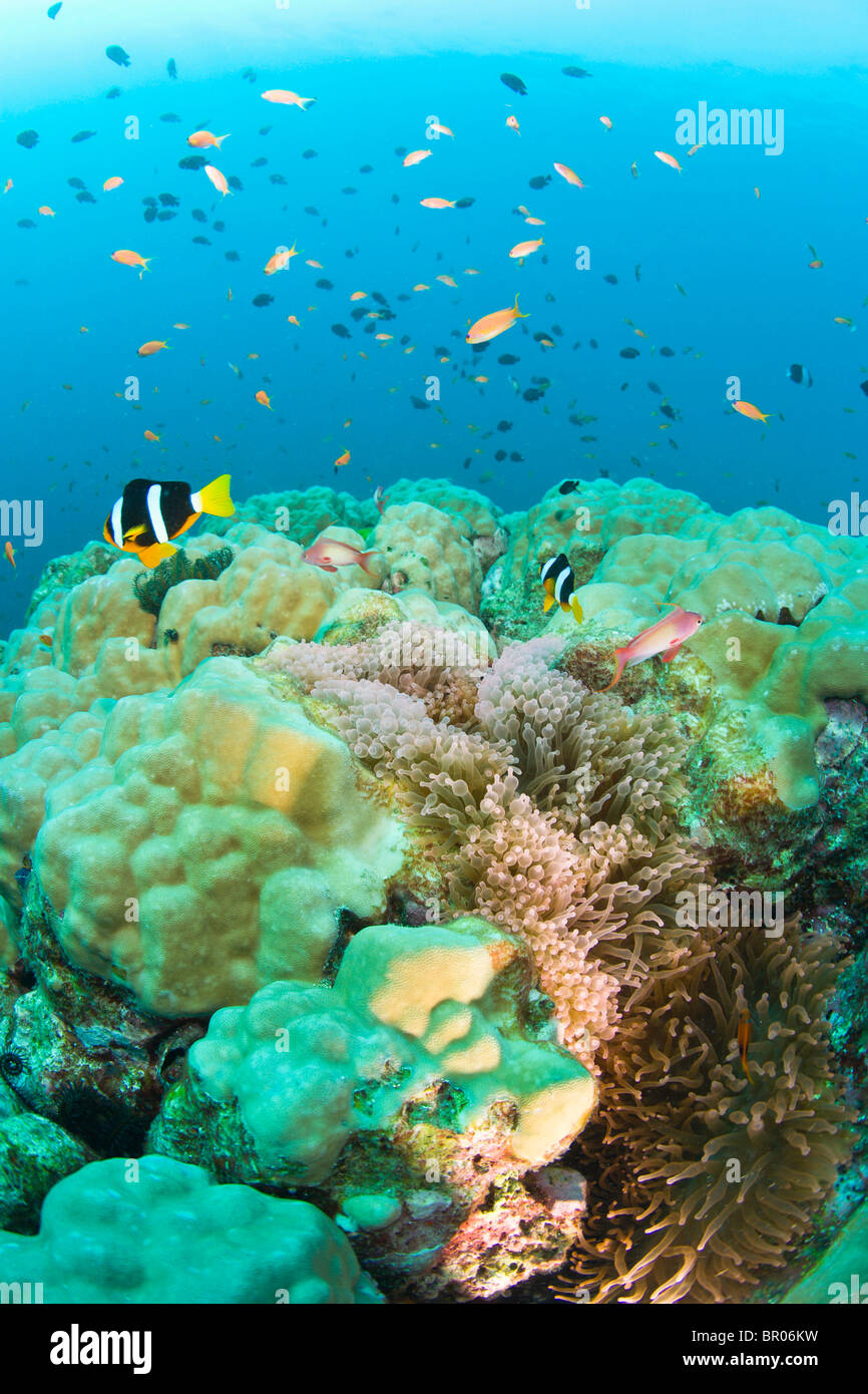 Anemonenfische, Tauchen bei den Similan Inseln Underwater Park, Thailand, Südostasien Stockfoto
