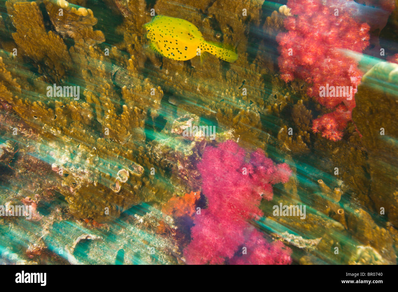 Würfel Kofferfisch (Ostacion Cubicus), Richelieu Rock, Surin Marine Nationalpark, südlich von Phuket, Thailand, Südostasien Stockfoto