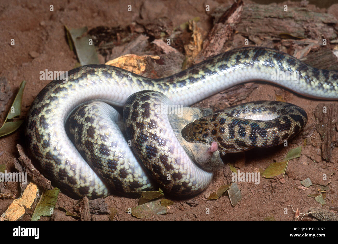 Gefleckter Python, Essen Maus, Antaresia Maculosus, Australien Stockfoto