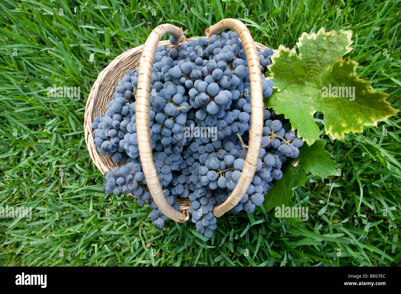 Korb mit frischen Ernte der Trauben auf dem Rasen. Stockfoto