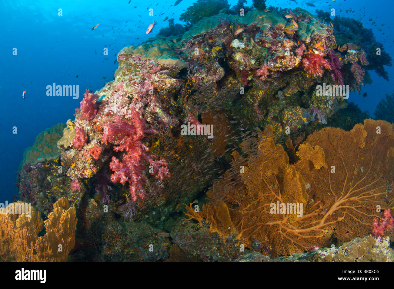 Tauchen bei den Similan National Marine Park, nördlich von Phuket, Thailand, Südostasien Stockfoto