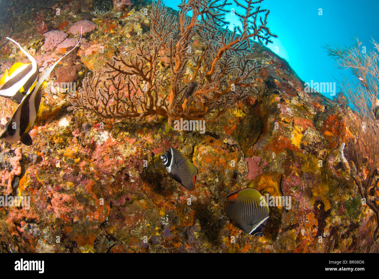 Butterflyfish & Bannerfish, Tauchen bei den Similan Inseln Underwater Park, Thailand, Südostasien Stockfoto