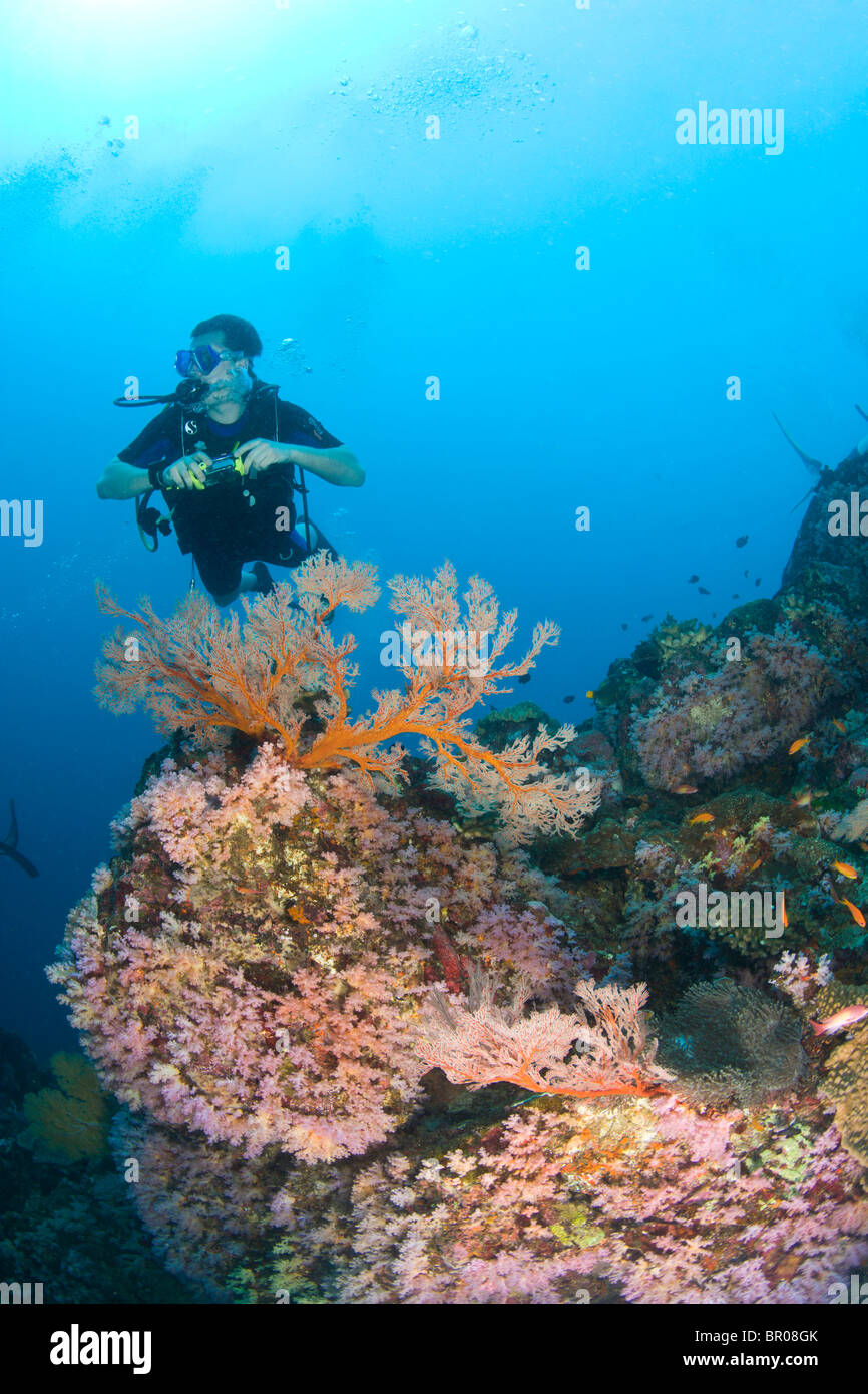 Taucher bei Similan Inseln Underwater Park, Thailand, Südostasien Stockfoto